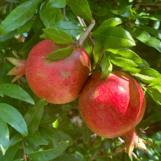 Russian Pomegranates