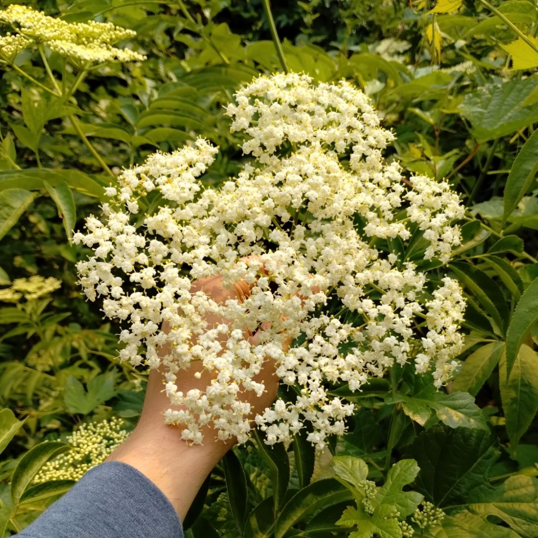 American Black Elderberry Flower Cluster