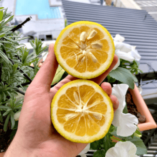 Taiwanica Lemon Fruit