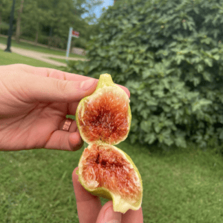 Atreano Fig Fruit