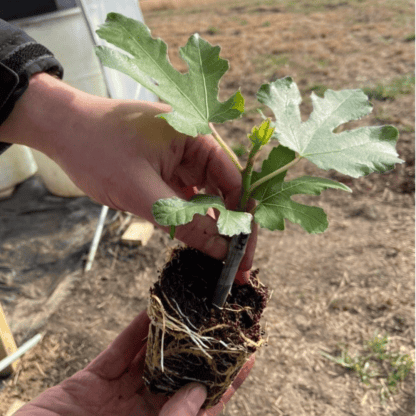 Rooted Fig Cutting