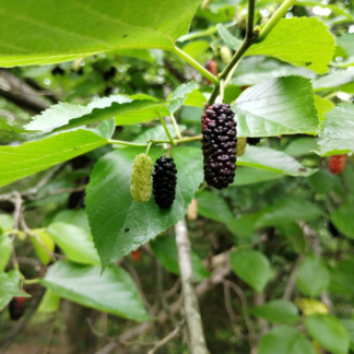 Red Mulberry Fruit