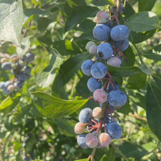 Rabbiteye Blueberries