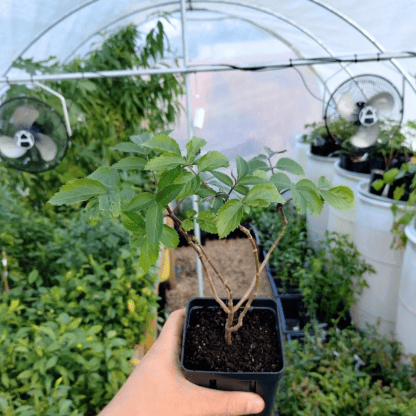 American Black Elderberry Plant