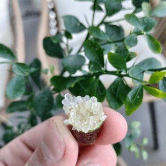 Finger Lime