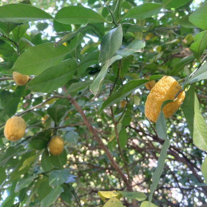 Yuzu/Ichang Papeda & Hybrid Trees