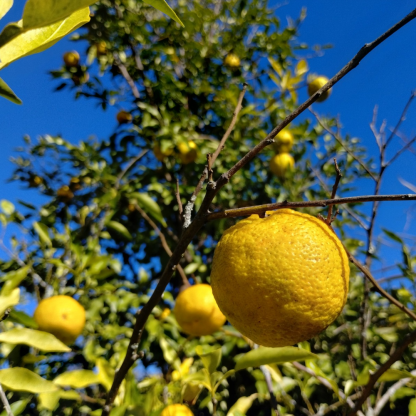 Yuzu/Ichang Papeda & Hybrid Trees - Image 2