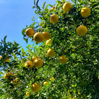 Citrumelo (Grapefruit x Trifoliate Orange) Trees