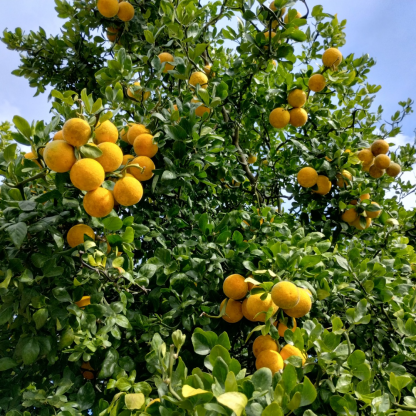 Trifoliate Orange Trees