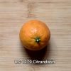 Citrandarin (Mandarin x Trifoliate Orange) Trees - Image 5