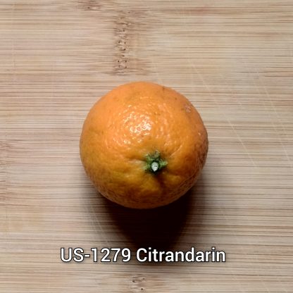 Citrandarin (Mandarin x Trifoliate Orange) Trees - Image 5