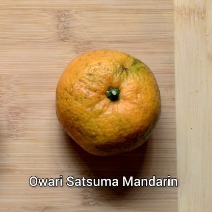 Mandarin & Hybrid Trees - Image 3