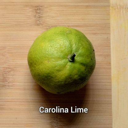 Hardy Lime & Hybrid Trees - Image 2