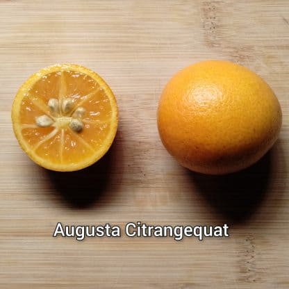 Kumquat & Hybrid Trees - Image 3