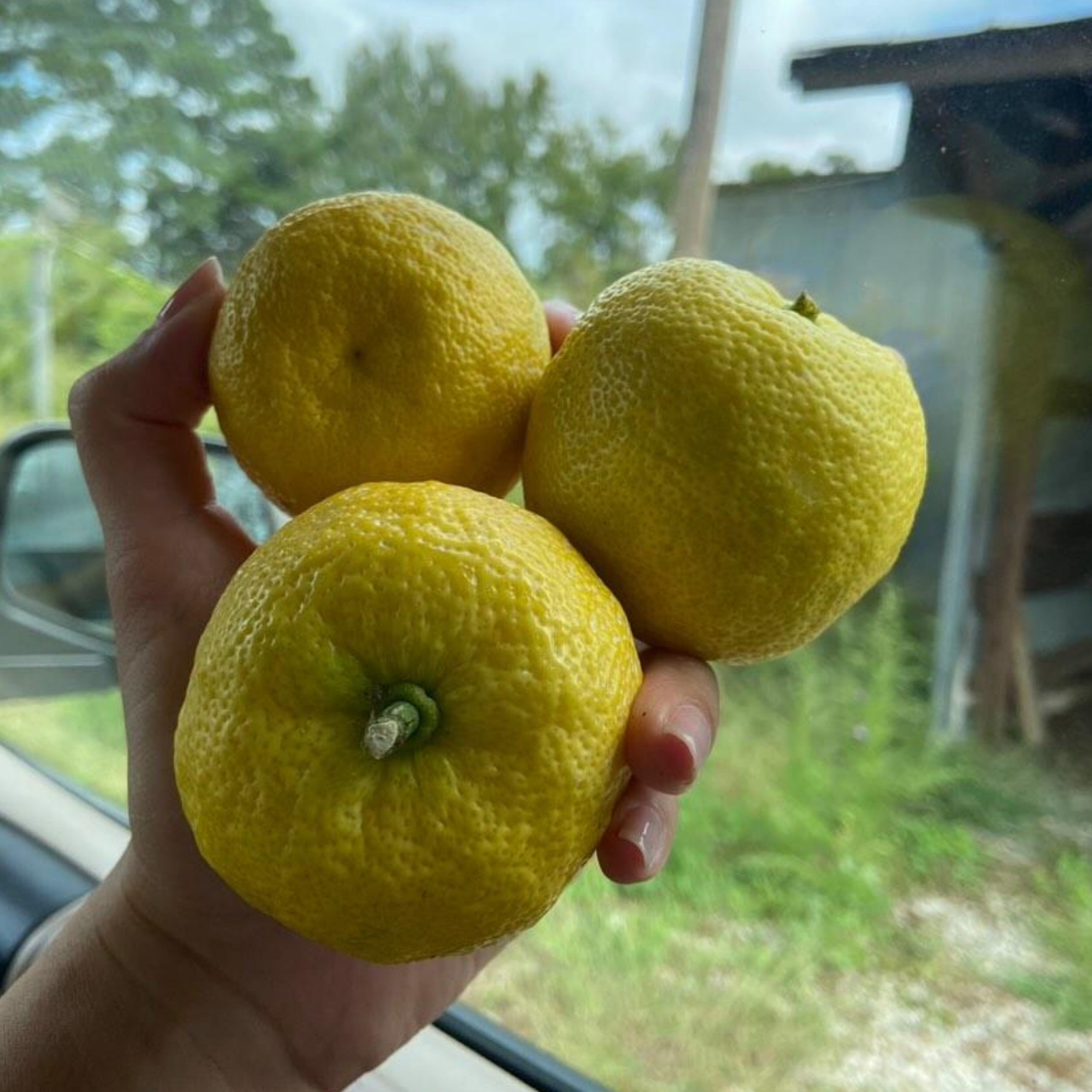 Yuzu/Ichang Papeda & Hybrid Trees