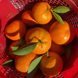 Mandarin Orange Trees