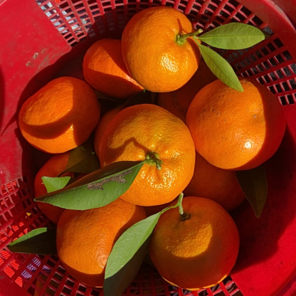 Mandarin Orange Trees