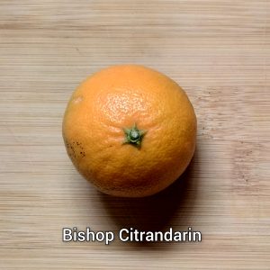Citrandarin (Mandarin x Trifoliate Orange) Trees - Image 3