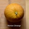 Citrange/Citradia (Orange x Trifoliate Orange) Trees - Image 2