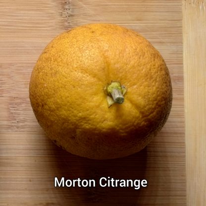 Citrange/Citradia (Orange x Trifoliate Orange) Trees - Image 2