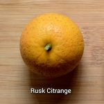 Citrange/Citradia (Orange x Trifoliate Orange) Trees - Image 3