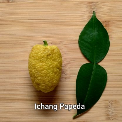 Yuzu/Ichang Papeda & Hybrid Trees - Image 7