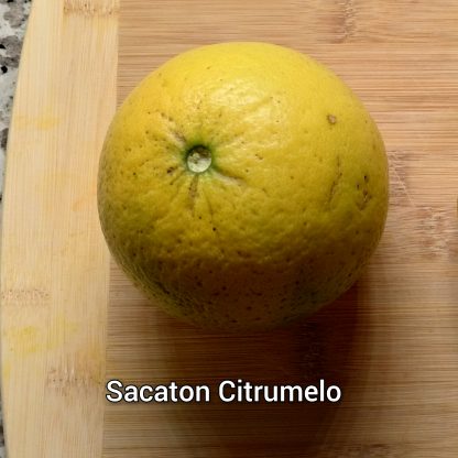 Citrumelo (Grapefruit x Trifoliate Orange) Trees - Image 7
