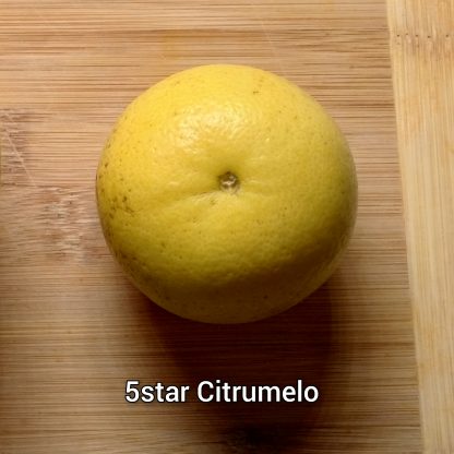 Citrumelo (Grapefruit x Trifoliate Orange) Trees - Image 5