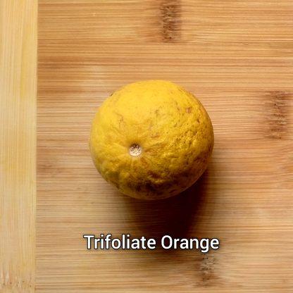 Trifoliate Orange Trees - Image 3
