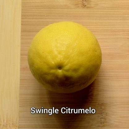 Citrumelo (Grapefruit x Trifoliate Orange) Trees - Image 3