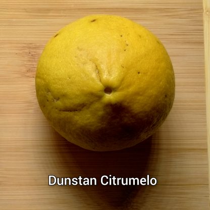 Citrumelo (Grapefruit x Trifoliate Orange) Trees - Image 6