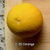 Citrange/Citradia (Orange x Trifoliate Orange) Trees - Image 5