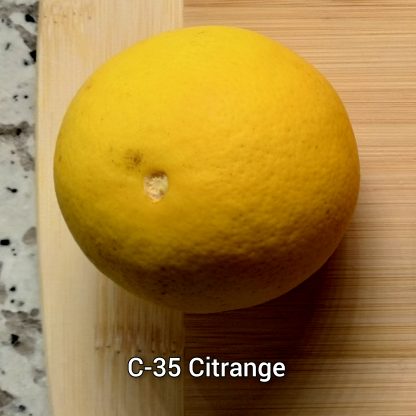 Citrange/Citradia (Orange x Trifoliate Orange) Trees - Image 5
