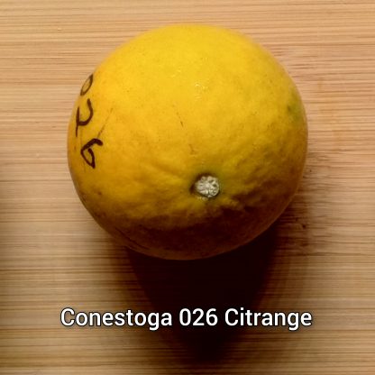 Citrange/Citradia (Orange x Trifoliate Orange) Trees - Image 6
