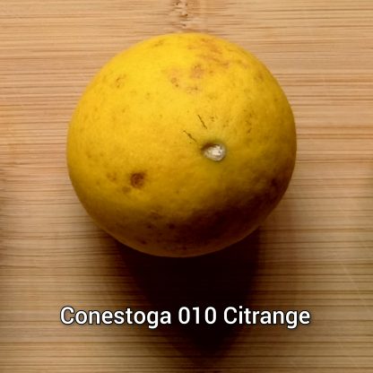 Citrange/Citradia (Orange x Trifoliate Orange) Trees - Image 7