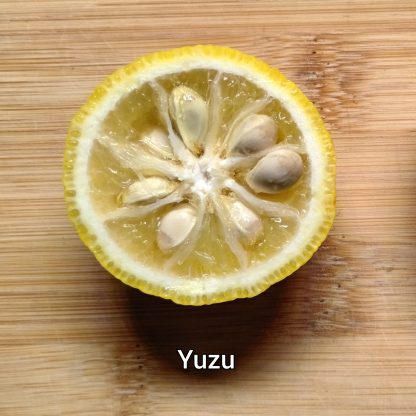Yuzu/Ichang Papeda & Hybrid Trees - Image 4