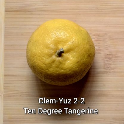 Yuzu/Ichang Papeda & Hybrid Trees - Image 5