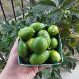 Hardy Lime & Hybrid Trees