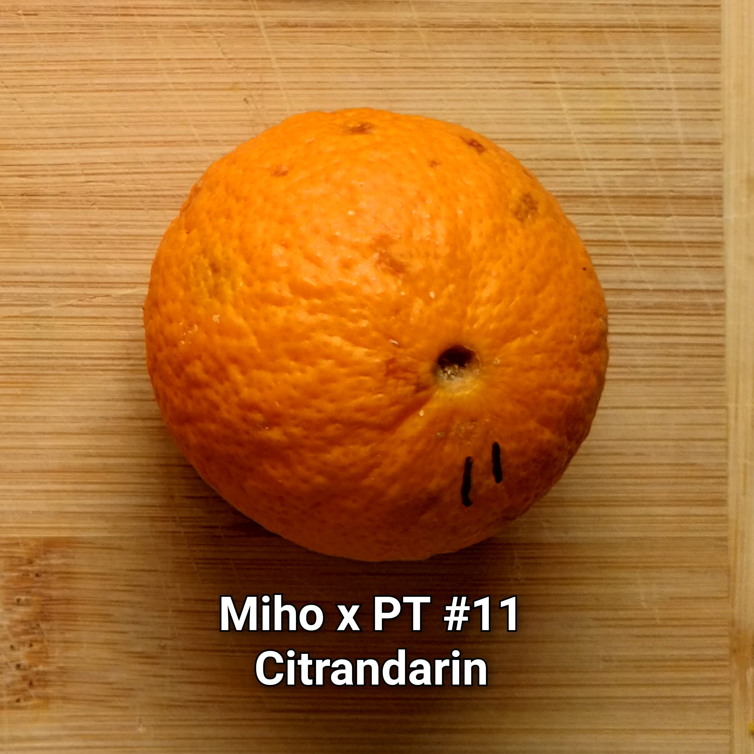 Citrandarin - Image 6