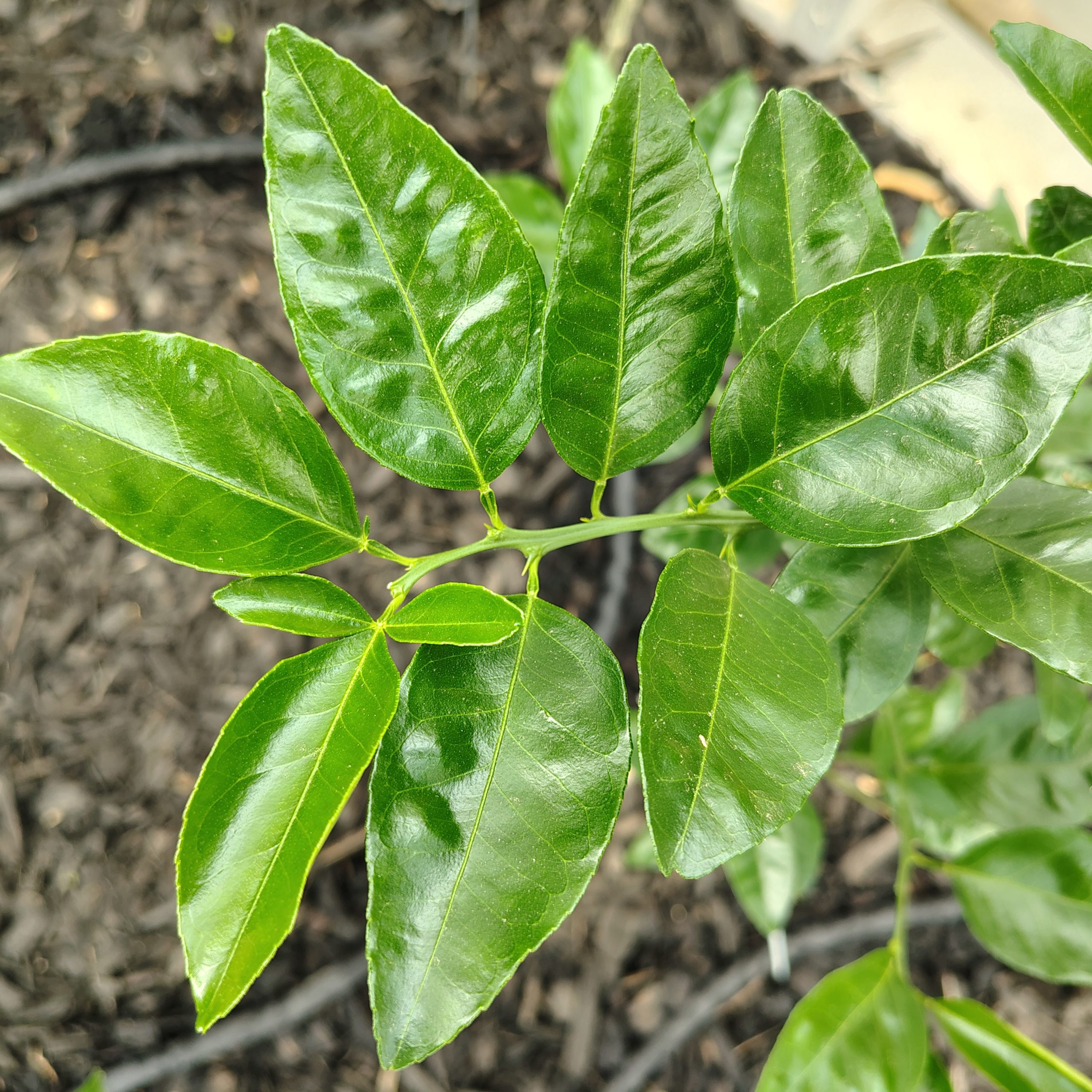 Carolina Lime