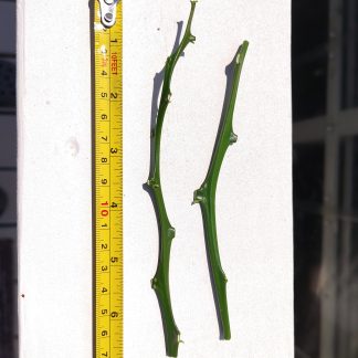 Cuttings